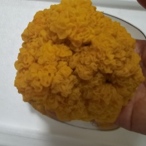 食用菌