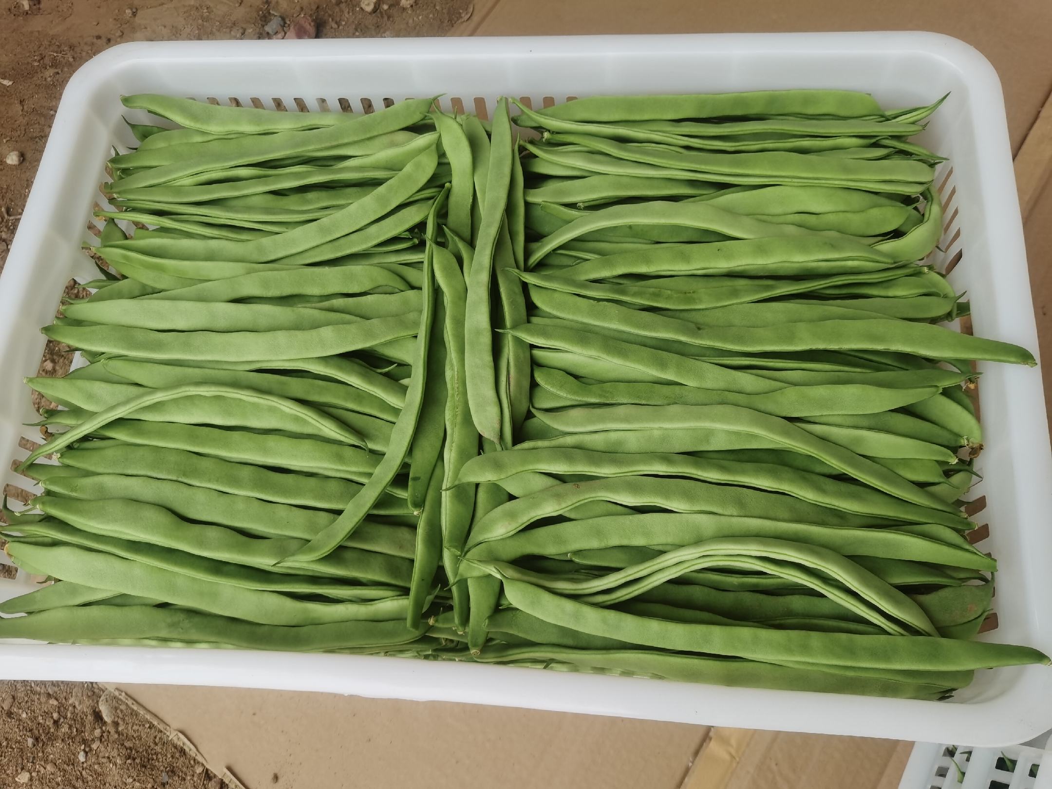 厨房中新鲜绿扁豆被放入保鲜盒准备冷藏