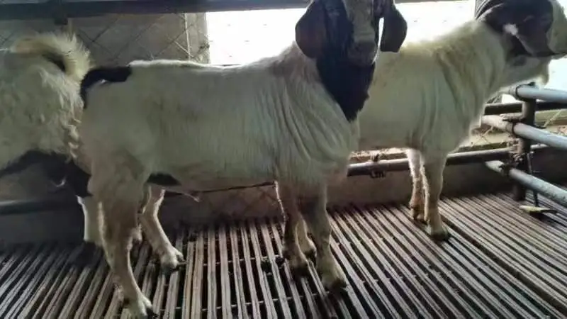 波尔山羊与本地山羊体型对比,波尔山羊明显更健壮、体重更大 波尔山羊与普通山羊对比图