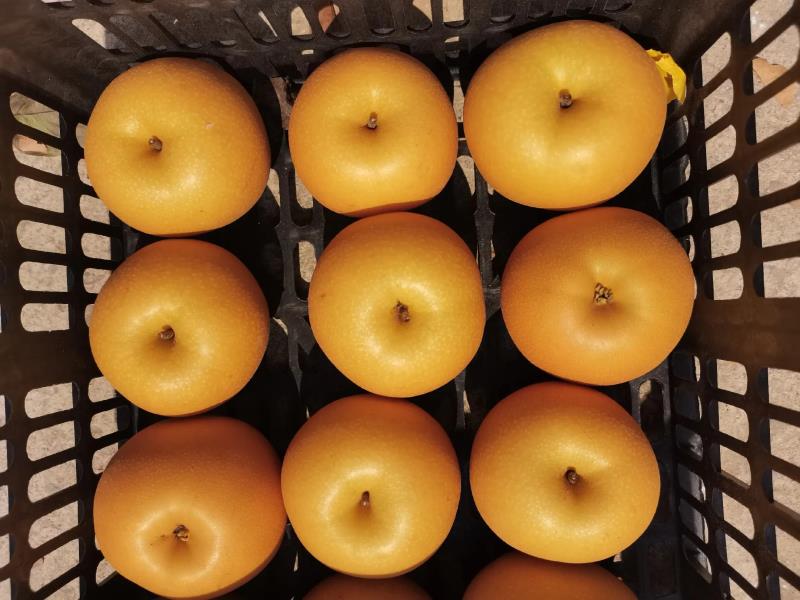 一个果篮中装满金黄色的黄金梨,背景为明亮的厨房环境 黄金梨果篮