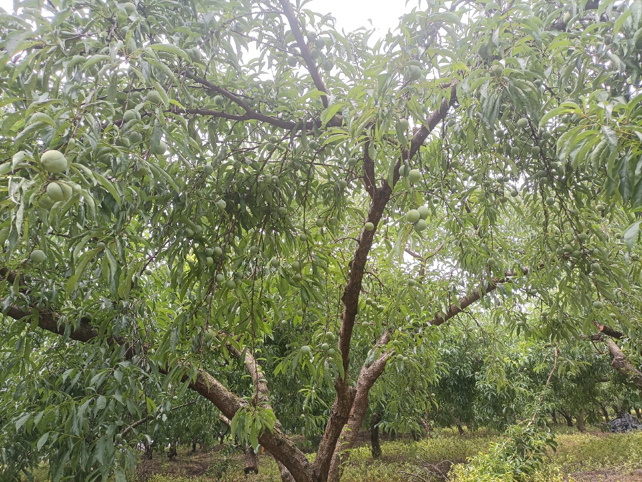 蜂糖李果园实景