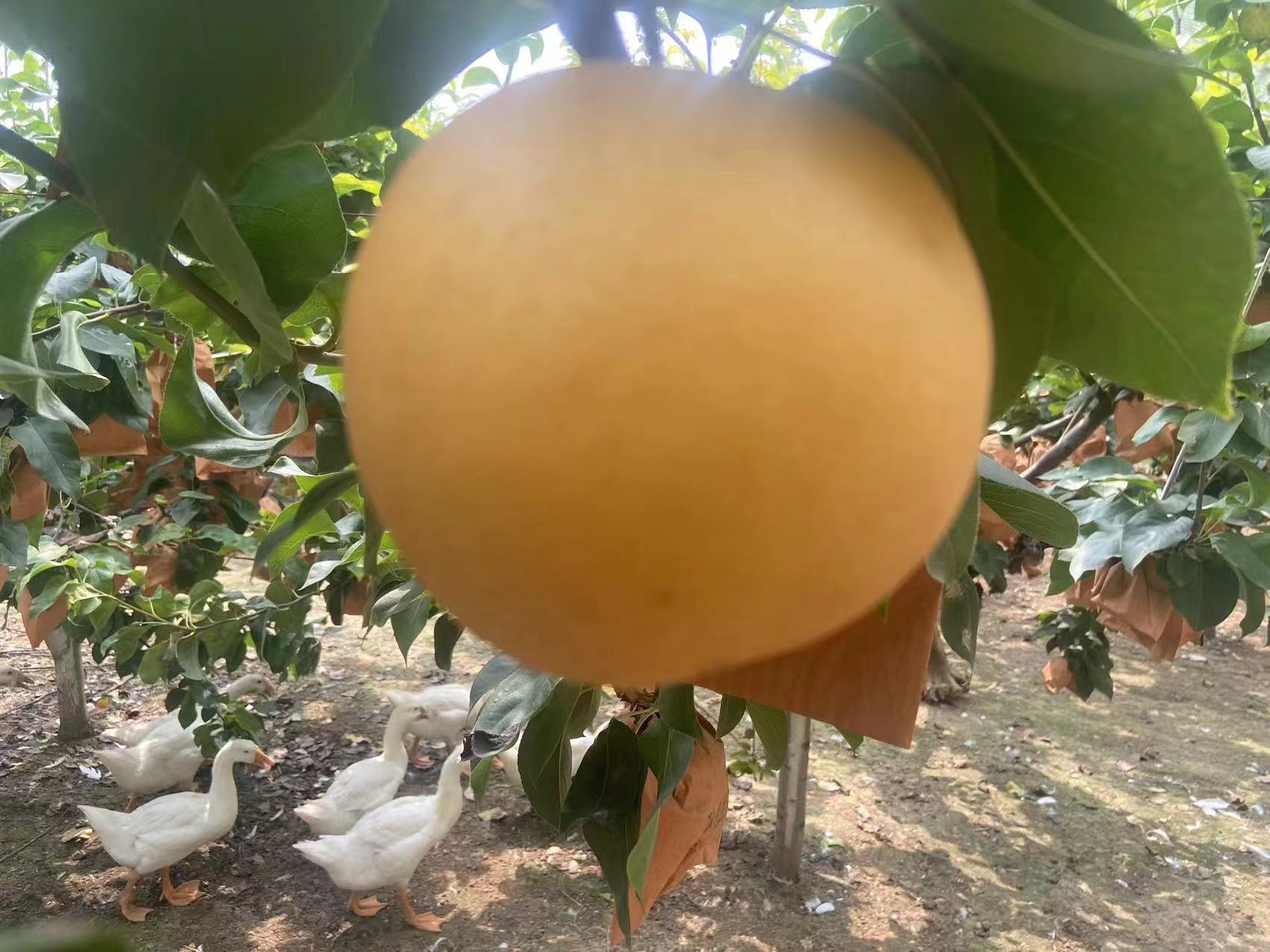 鹅梨帐中香的香气层次