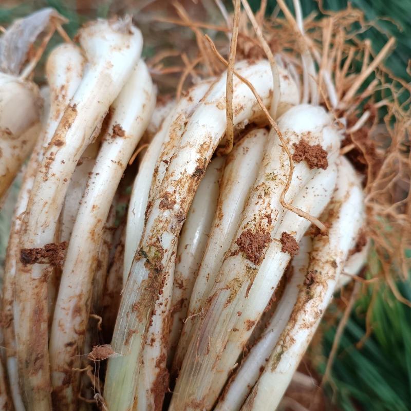 新鲜精品嫩藠头江西藠头通货带根不带叶四指长量大从优迎咨