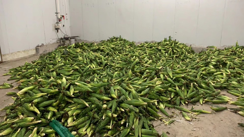 甜玉米在不同环境下的保存状态
