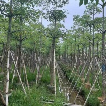 本地木棉（英雄树）基地直销规格齐全有需要的老板欢迎来电