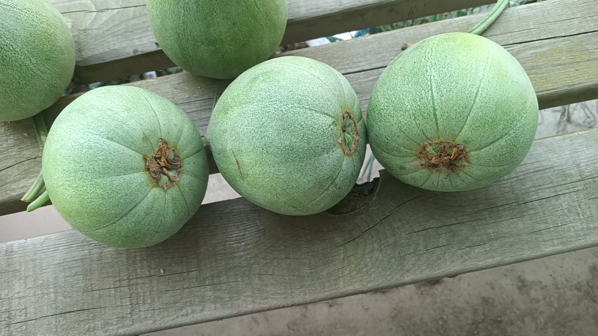 挑选翠梨甜瓜的正确方法