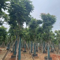 骨架麻楝基地直销规格齐全有需要的老板欢迎来电洽谈合作