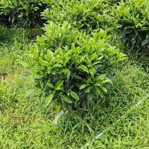 非洲茉莉布袋苗基地直销规格齐全有需要的老板欢迎来电洽谈