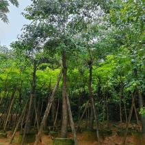 乌桕树基地直销规格齐全有需要的老板欢迎来电洽谈合作