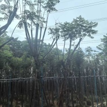 骨架蓝花楹树基地直销规格齐全有需要的老板欢迎来电洽谈合作