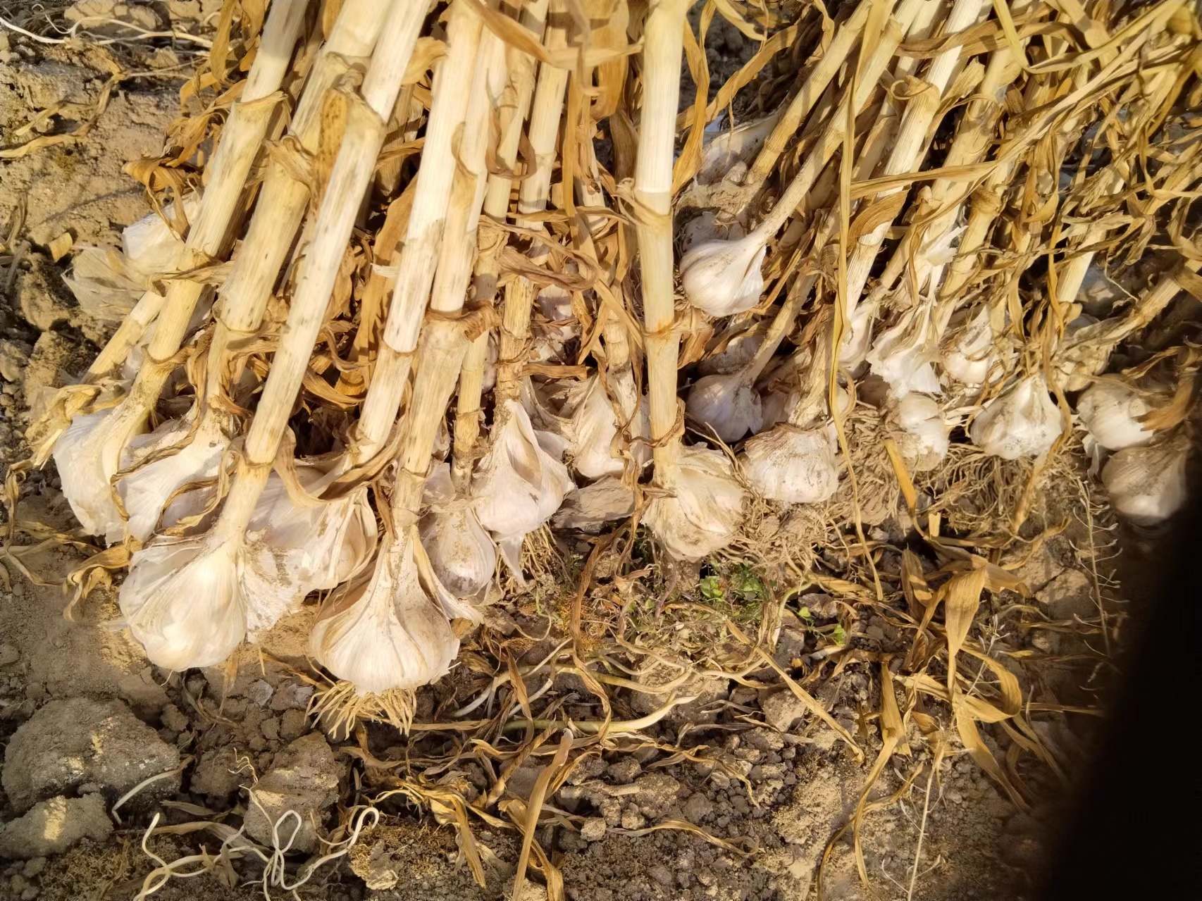 白皮蒜成熟采收图,展示金黄蒜叶与饱满蒜头,农民正在田间采收 白皮蒜成熟采收