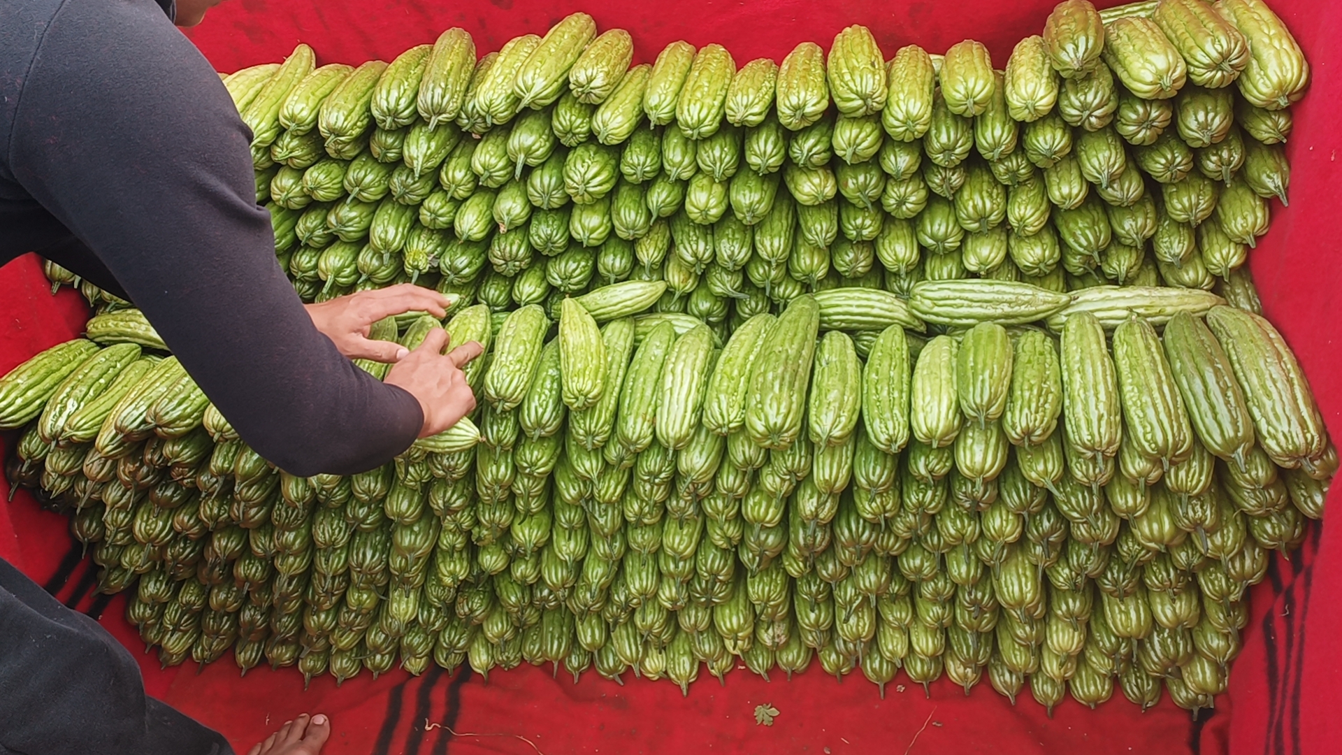 苦瓜在农贸市场摊位上整齐摆放,背景为绿色蔬菜摊,摊主正在整理菜品 苦瓜在菜市场摊位上整齐摆放