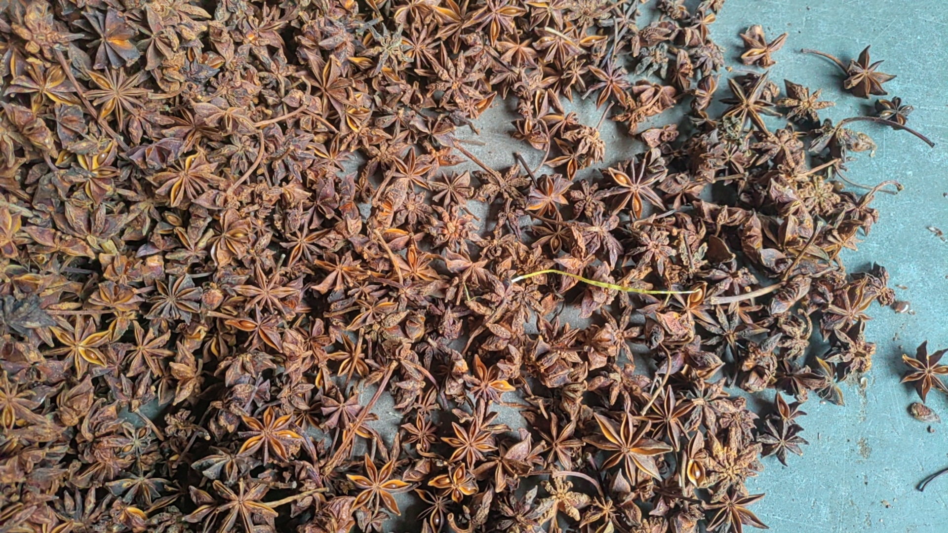红花八角叶与有毒八角叶对比图
