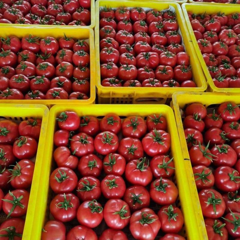 普罗旺斯水果西红柿～社团,电商,超市,一件代发等对接.