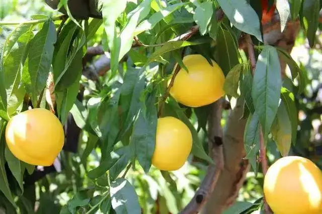 一棵成年黄金蜜1号黄色油桃树,枝头挂满成熟金黄色油桃,果实圆润饱满,表皮光滑发亮,部分果实带有自然红晕,背景为阳光照射下的果园环境,展示出良好的挂果密度和果实外观品质 黄金蜜1号黄油桃挂果实拍图