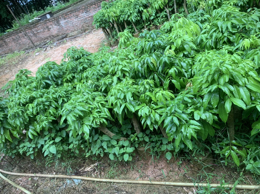 云南荔枝主产区地理分布图