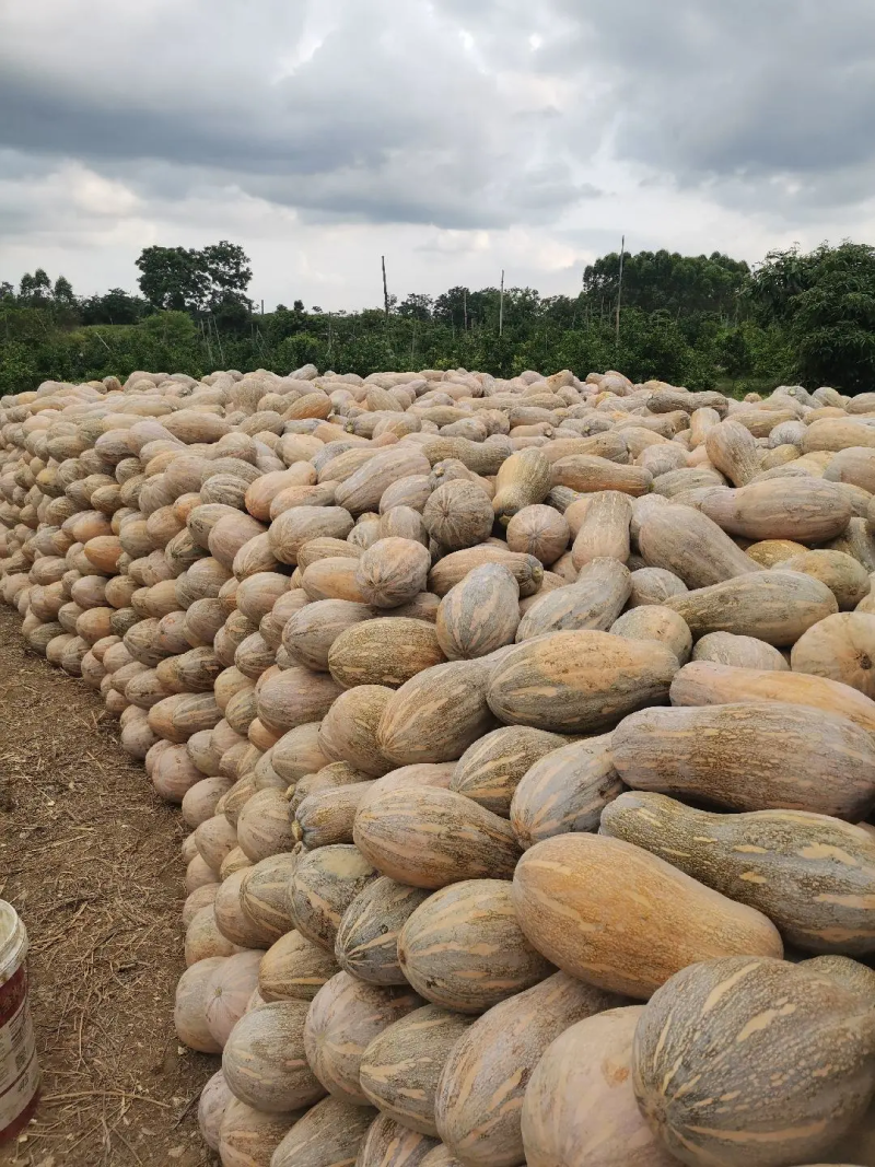 密本南瓜广西南瓜产地直发粉糯香甜保质保量量大优