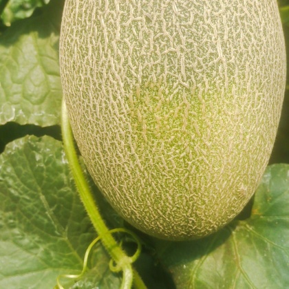 河南开封兰考县哈密瓜价格行情走势 - 一亩田