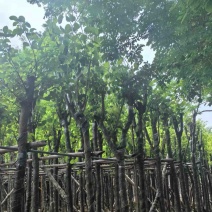 宫粉紫荆8～12公分基地直销规格齐全欢迎老板来电咨询