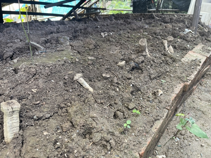 葛根田间杂草分布示意图