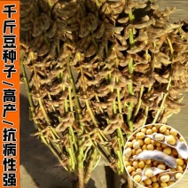 高产早熟黄豆种子原种大颗粒非转基因黄豆矮杆抗病抗倒伏黄豆
