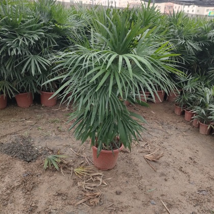 贵州黔南细叶棕竹产地货源批发价格行情