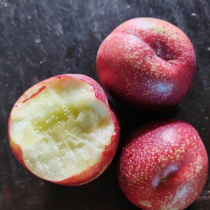 澳洲油桃品种介绍图片