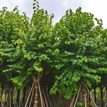 宫粉紫荆15～20公分基地直销规格齐全欢迎老板来电