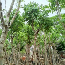 腊肠树3～15公分基地直销规格齐全欢迎老板来电咨询
