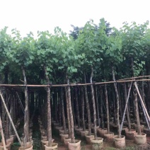 光杆苗/骨架苗宫粉紫荆5～15公分基地直销规格齐全
