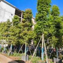 金丝楠木2～30公分基地直销规格齐全有需要的老板欢迎来电