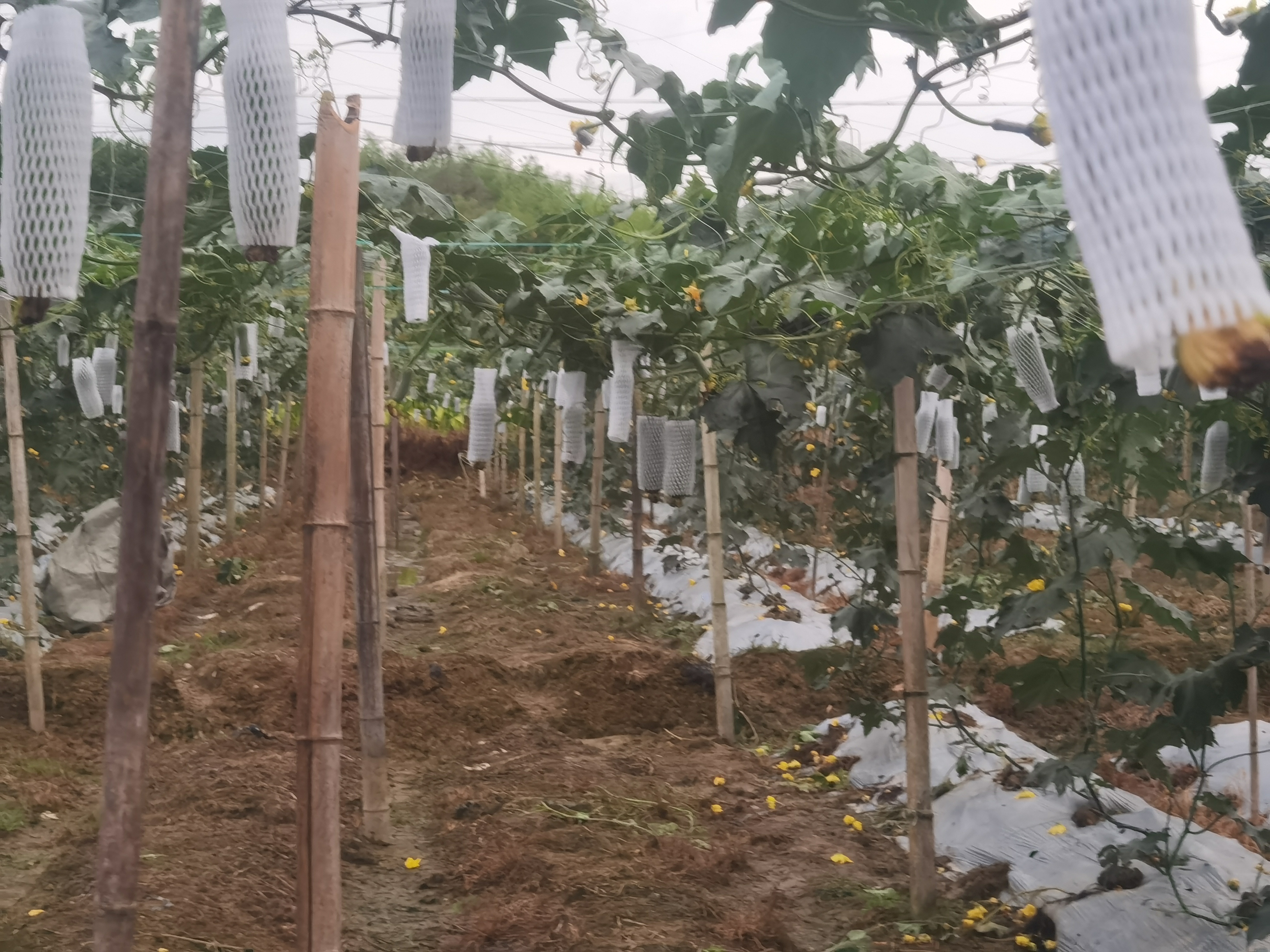 丝瓜园中设置蜂类引导区 丝瓜园中设置蜂类引导区