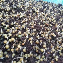 黄精种子大量出售，规格质量可以随意选择。