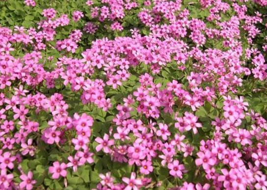 一片田野上盛开着多种颜色的雏菊,色彩斑斓,花朵小巧可爱 七彩雏菊盛开的景象