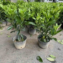 非洲茉莉小袋中袋布袋苗基地直销大小规格齐全欢迎老板来电