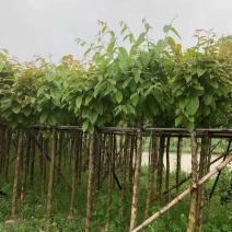 截杆骨架大叶紫薇5～8公分基地直销大小规格齐全