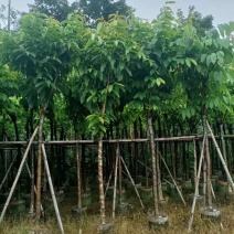 大叶紫薇7～15公分基地直销大小规格齐全欢迎老板来电洽谈