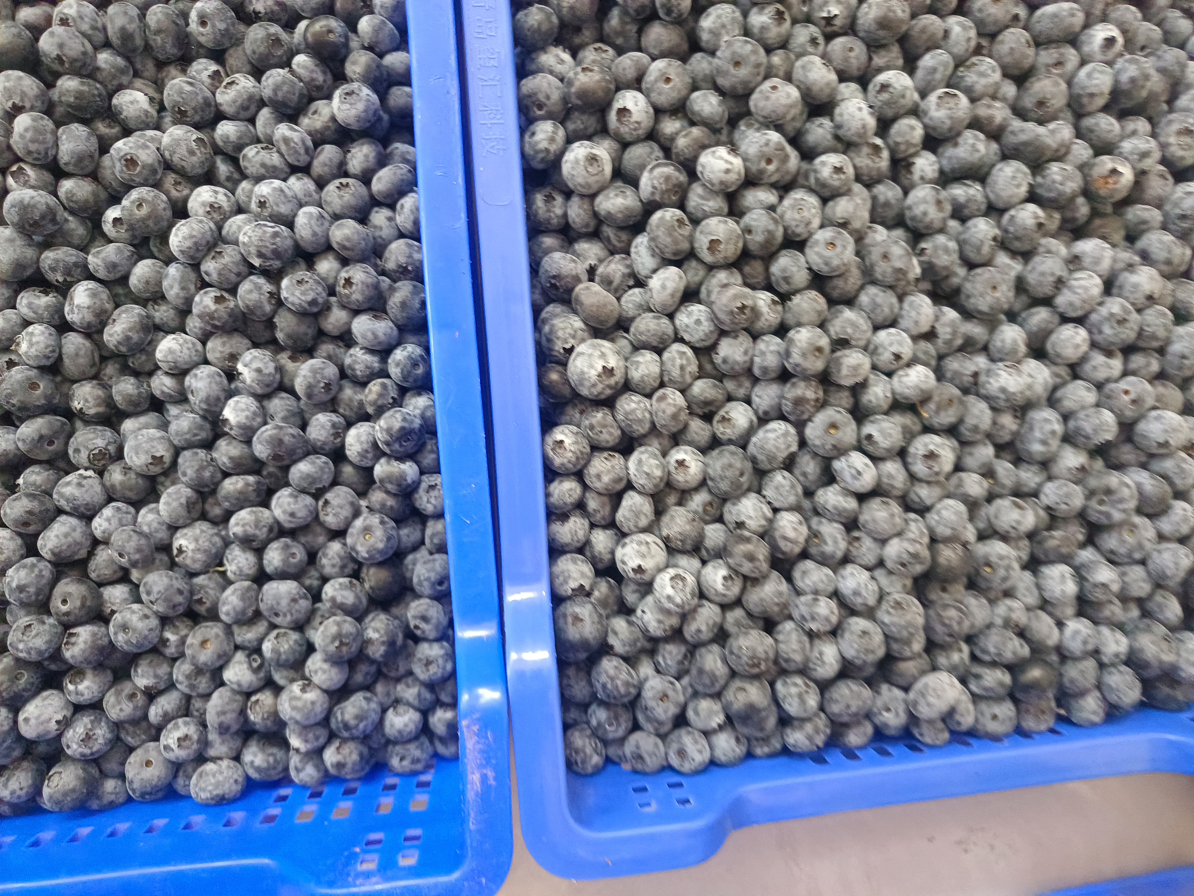 蓝莓果酱与蓝莓果实对比图