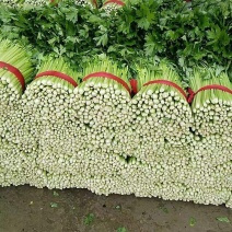 冷棚芹菜大量上市产地直销实力代收