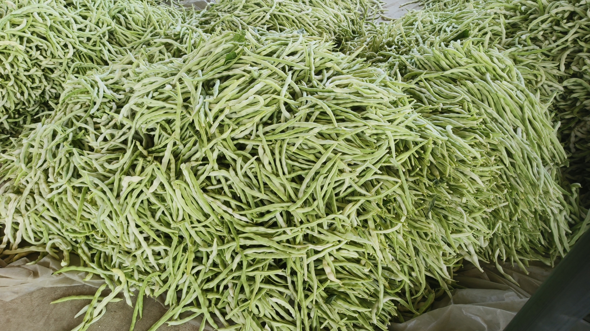 白不老豆角炒西红柿翻炒过程