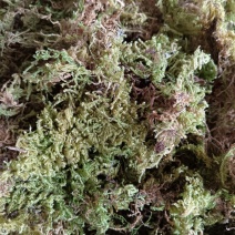 青苔，一手货源。十公斤定量包，大包，小包，散装统货