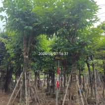 骨架大叶紫薇12～15公分基地直销规格齐全欢迎老板来电