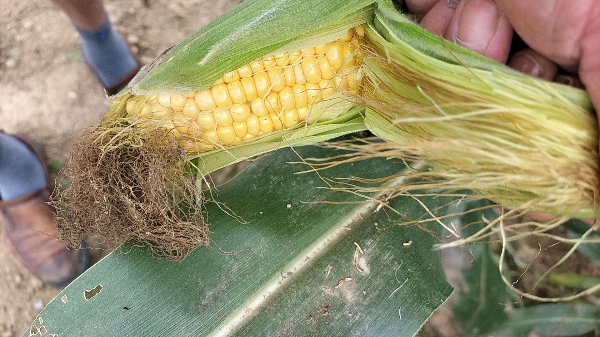 展示东单1331玉米果穗饱满、籽粒排列整齐的细节照片 东单1331玉米果穗特写