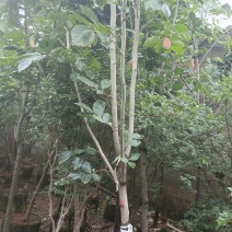 柿子树