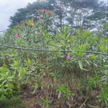 粉花夹竹桃80至2米基地直销规格齐全欢迎老板来电咨询