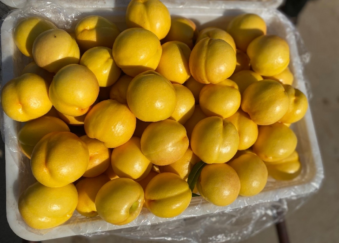 切开的黄油桃特写