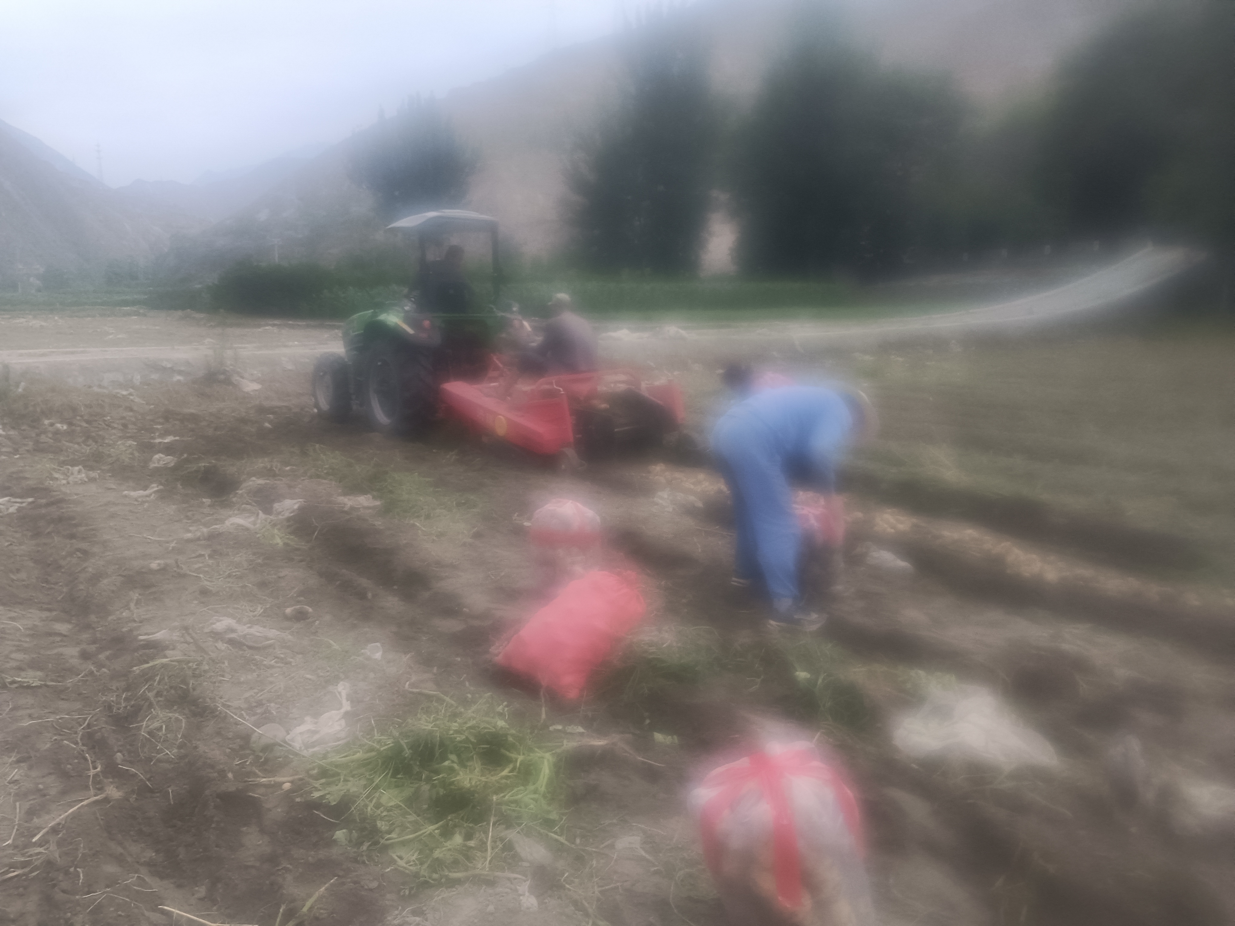 农民正在田间采收成熟的土豆,使用小型履带式收获机翻土,工人手工捡拾块茎,旁边堆放着装满土豆的编织袋,背景中有排水沟正在流水 成熟土豆采收现场