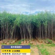 桃花，头径2公分-5公分，大量出售，欢迎来电咨询！