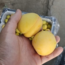 陕西梅杏
