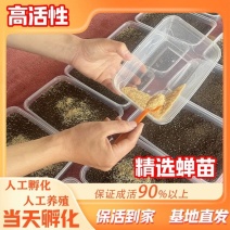 金蝉幼苗蝉蚁金蝉养殖爬叉幼苗知了猴幼苗蝉蚁厂家批发